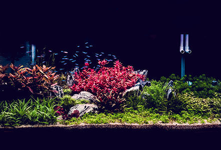 Why Brick-and-Mortars Are Still the Best Resource for Aquatic Hobbyists